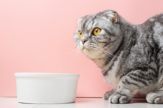 Gato próximo de uma vasilha de porcelana