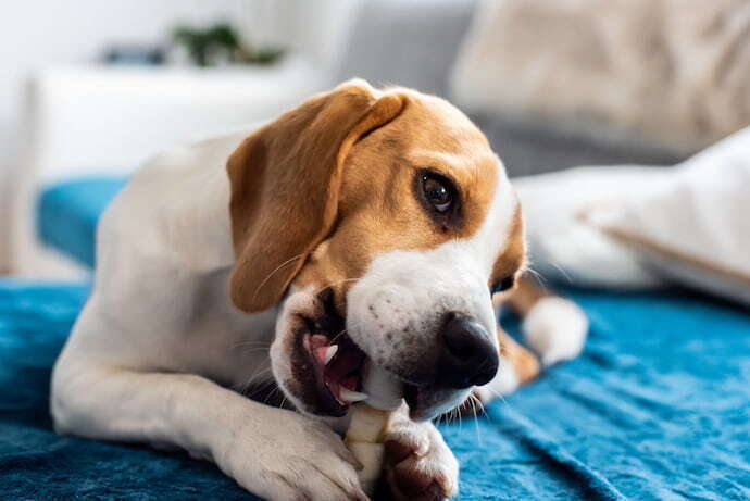 Cachorro comendo petisco