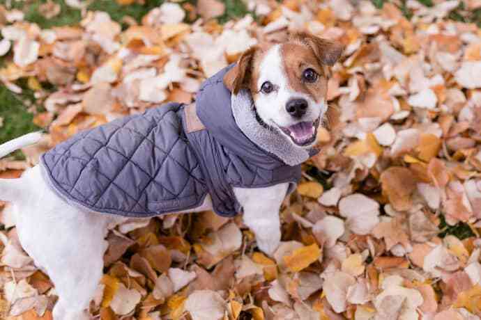 Cachorro com roupa de frio