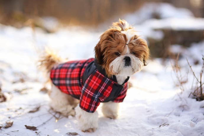 Cachorro com roupa de frio