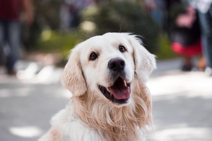 Cachorro com a boca aberta