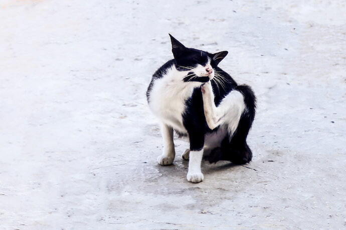 Gato se coçando