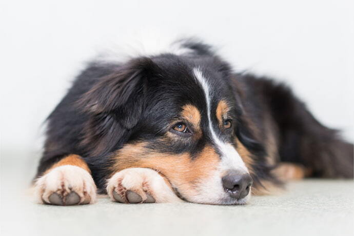 Cachorro deitado sobre as patas