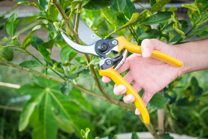 cortando galho com tesoura de poda profissional