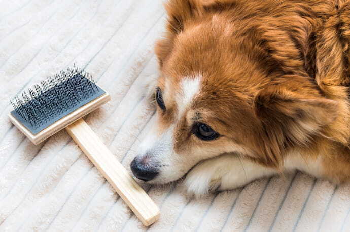 Escova para cachorro e cachorro