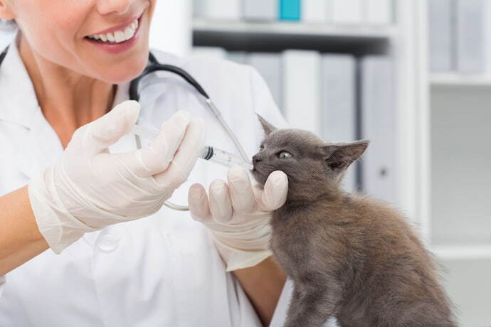 gato sendo medicado