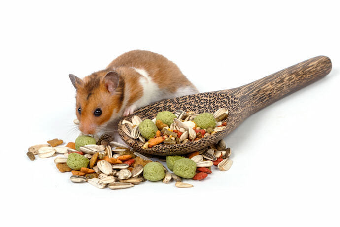 Hamster comendo ração de colher