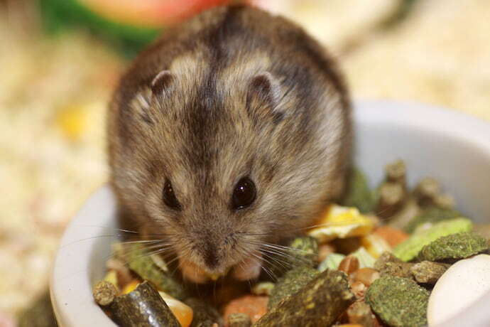 Hamster comendo ração